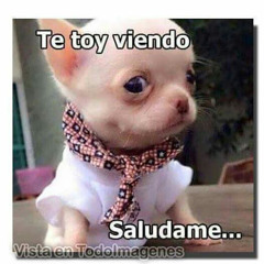 chiken rodriguez