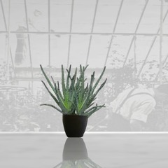 Surplus Farms_Greenhouse