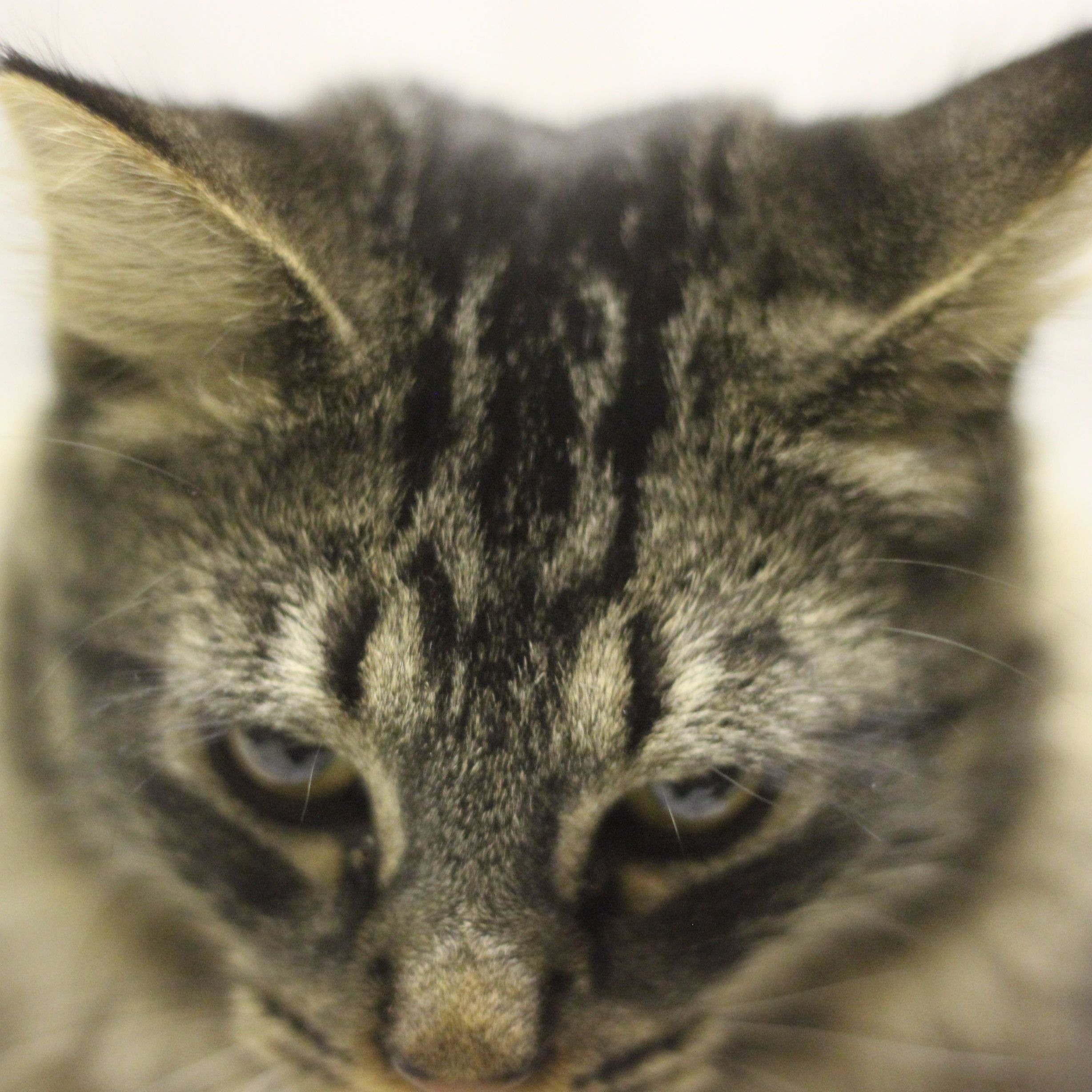 The Patrick Miller Podcast