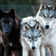 AnHourWithTheWolfPack