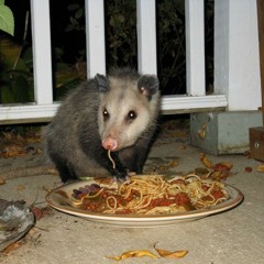 lilypossum