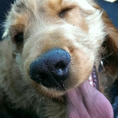 Albie
