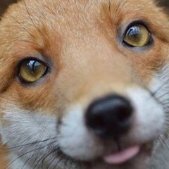 Vkei but it’s not just the same 5 bands