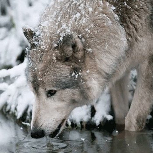 Moog source solo testing