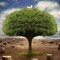 AppleTree