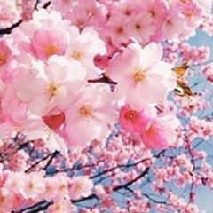 شهرزآد الحكآية
