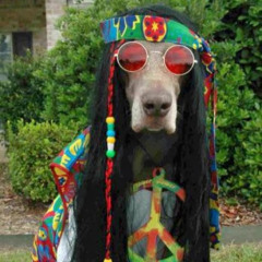 Florida skimboarding