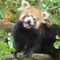 Red Panda follower