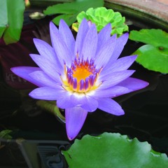 Aaditya Joshua Srivastava