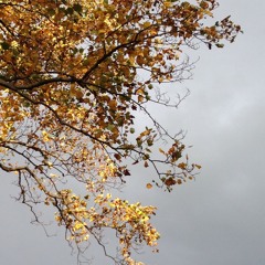 Jeffrey Campbell Binner