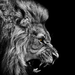 lion3