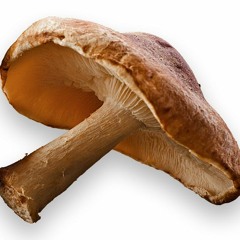 SHIITAKE UFO