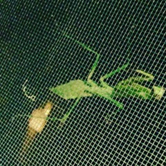 xavierandthecrickets