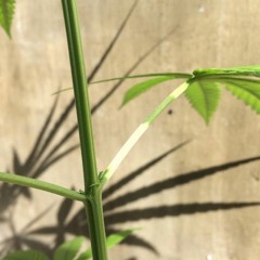 Goanjanart Singhajan