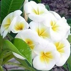 ahmed
