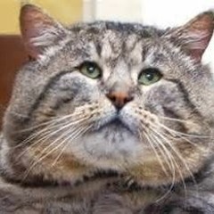 Fat Cat