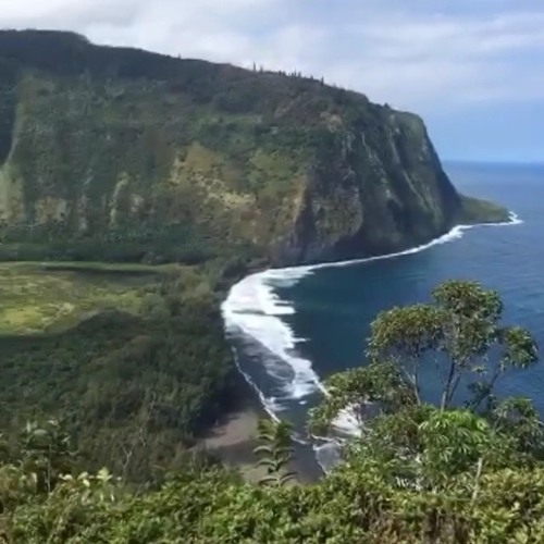 Lahaina Grown - Lahaina Grown