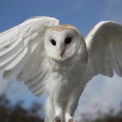 Zhariana Zegarra Alvarado