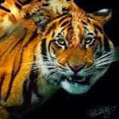 Tiger Ember
