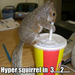 HIPER SQUIRREL
