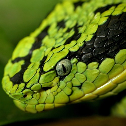python’s avatar