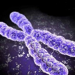 chromokids