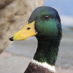 Sovadork