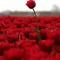 Haneen