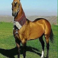 Alibek Almuratov