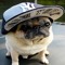 Pug