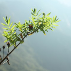 Orange Forest