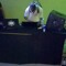 Dj PL DE SG