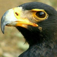 ~{}~ Bl@cK ~ E@GlE ~{}~