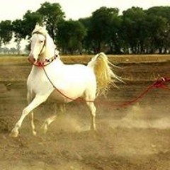 Khaled Samra