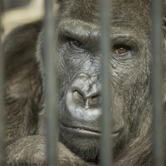 Алексей Овсиенко