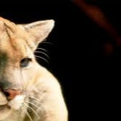 Cougar Ma