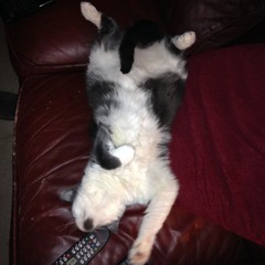 CAT_COE