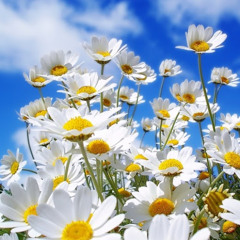 ‫زكريا النتشة‬‎