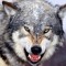 WolfOfGAMES