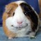 Guinea _Pig_Lady