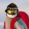 AskifImaPenguin