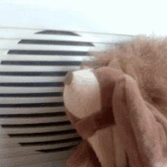 Basema (DasNackteEinhörnchen)