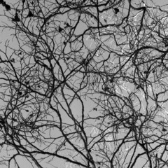 Great Barrier Reefer