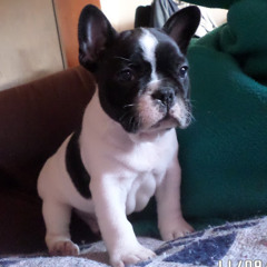 CIRILO p.c.f.
