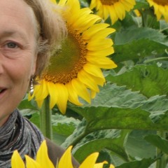 zonnebloem