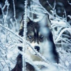 Chinese instrumental