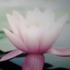 ladyt.browneyes500@g.com