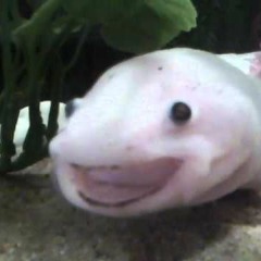 Frank Ocean | Thinking About You