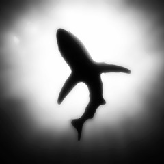 Sharkymonk