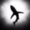 Sharkymonk